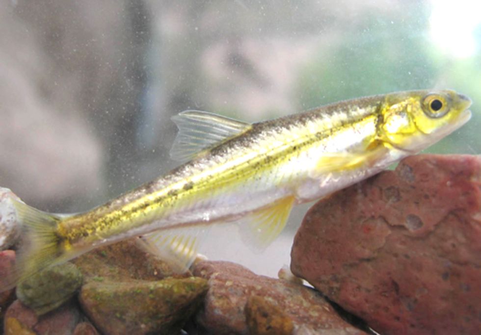 710 Miles of Critical Habitat Protected for Two Endangered Fish