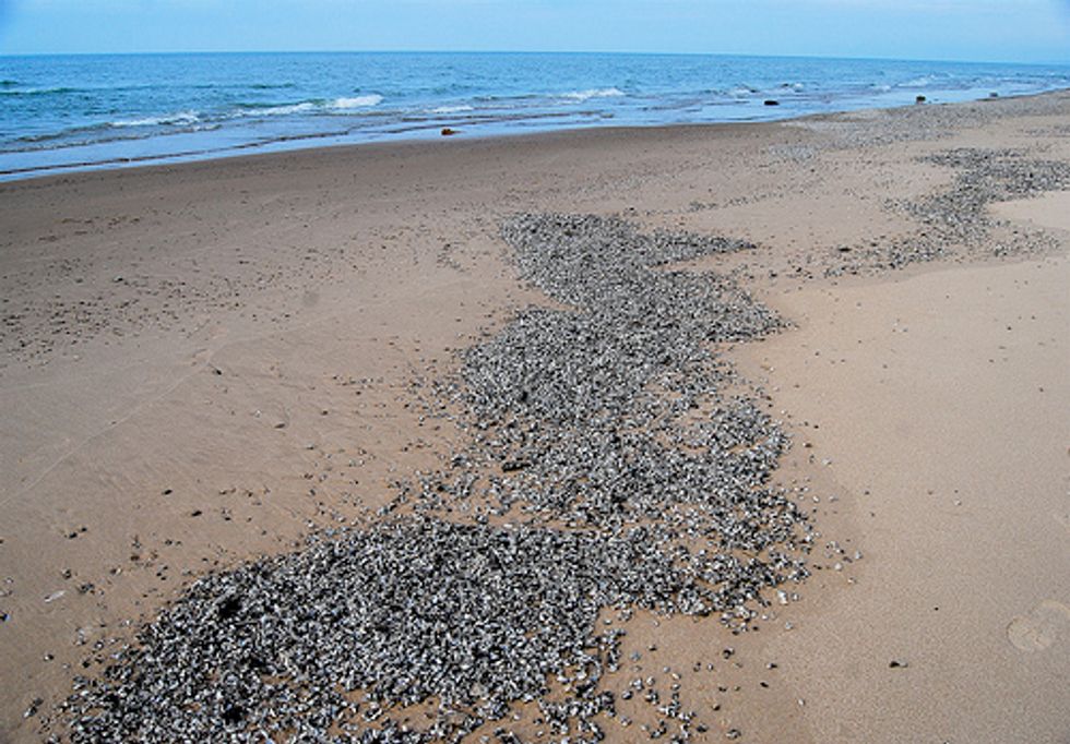 EPA Permit Won't Protect Great Lakes from Invasive Species