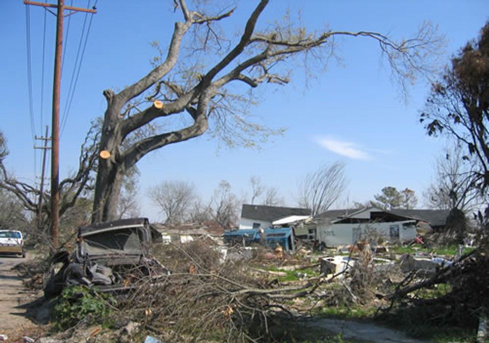 Nation’s Urban Forests Losing Ground