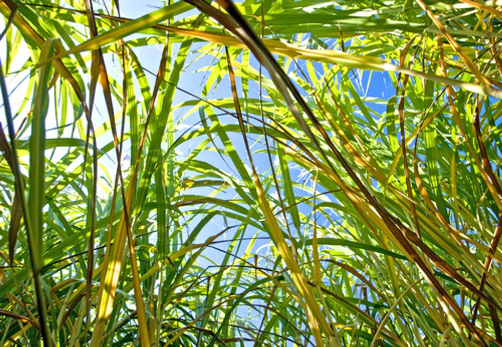 643 Organizations Express Support for Conservation Title in the Farm Bill