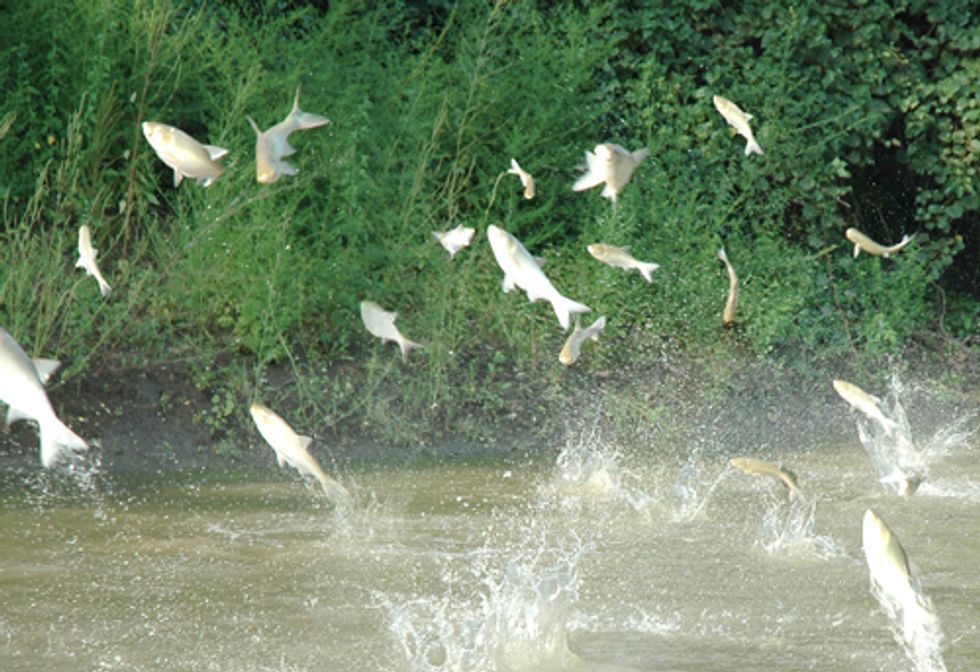 EPA Official Says Feds Are Winning Asian Carp War