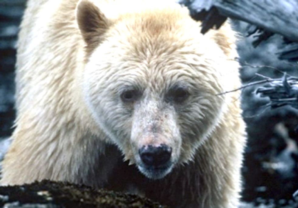ACTION: Save British Columbia's Great Bear Rainforest from Enbridge