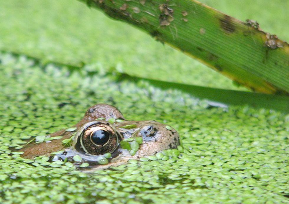 Golf Course Caught Killing Endangered Frogs and Tampering With Evidence—Again