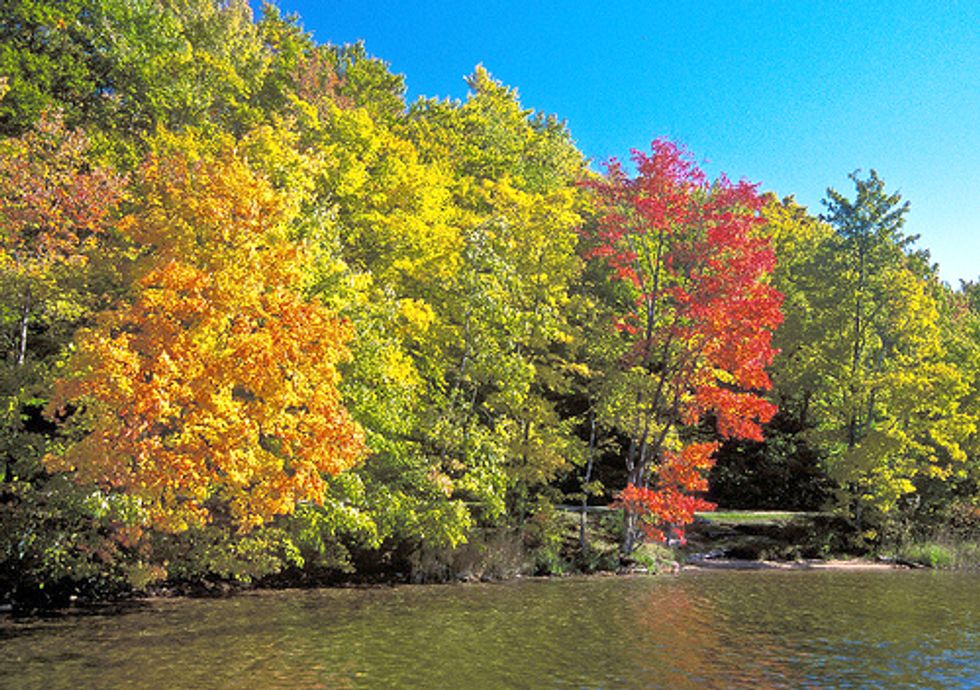 New England’s Economy Depends on Its Vast but Threatened Forests