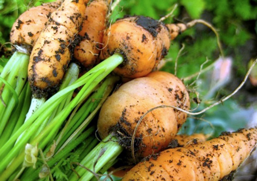 Farm Bill Offers Opportunity to Correct Our Unsustainable Food System
