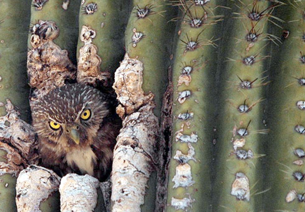 Endangered Species Protection Under Attack