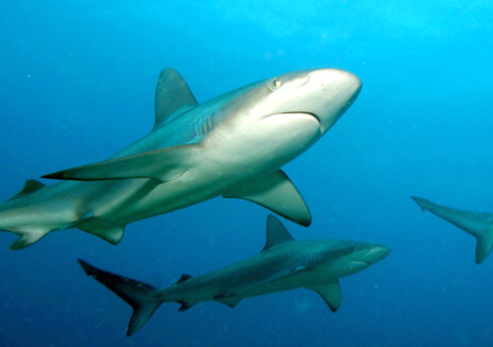 Illinois Lawmakers Take Historic Steps to Protect Sharks