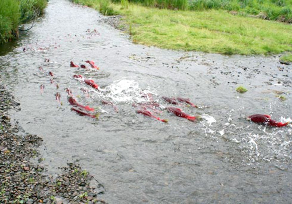 Retail Food Industry Speaks out to Protect Alaska's Bristol Bay