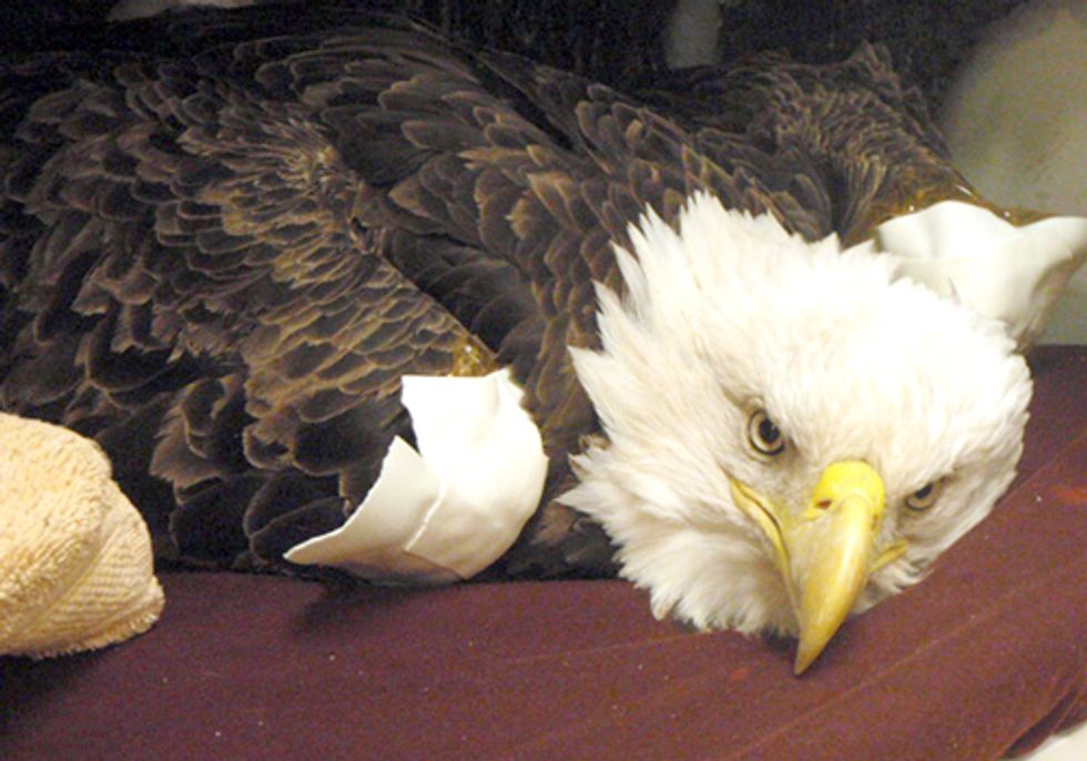 Groups Ask EPA to Get the Lead out of Hunting Ammunition