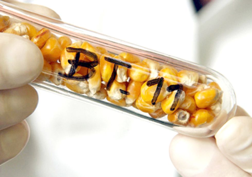 Pressure on Walmart to Rebuff GE Sweet Corn Intensifies
