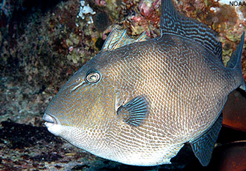 Protections Approved for Dozens of South Atlantic Fish Species