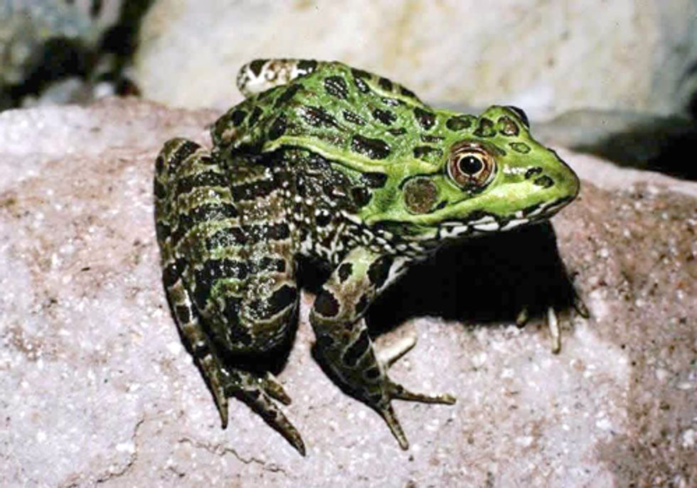 Critical Habitat Designated for Threatened Chiricahua Leopard Frog