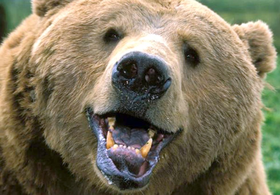 The Slow Revival of America’s Grizzlies