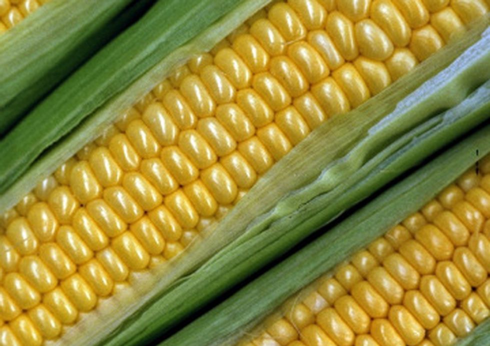 Scientists Find Significant Flaws in GE Corn Tied to Accelerated Resistance