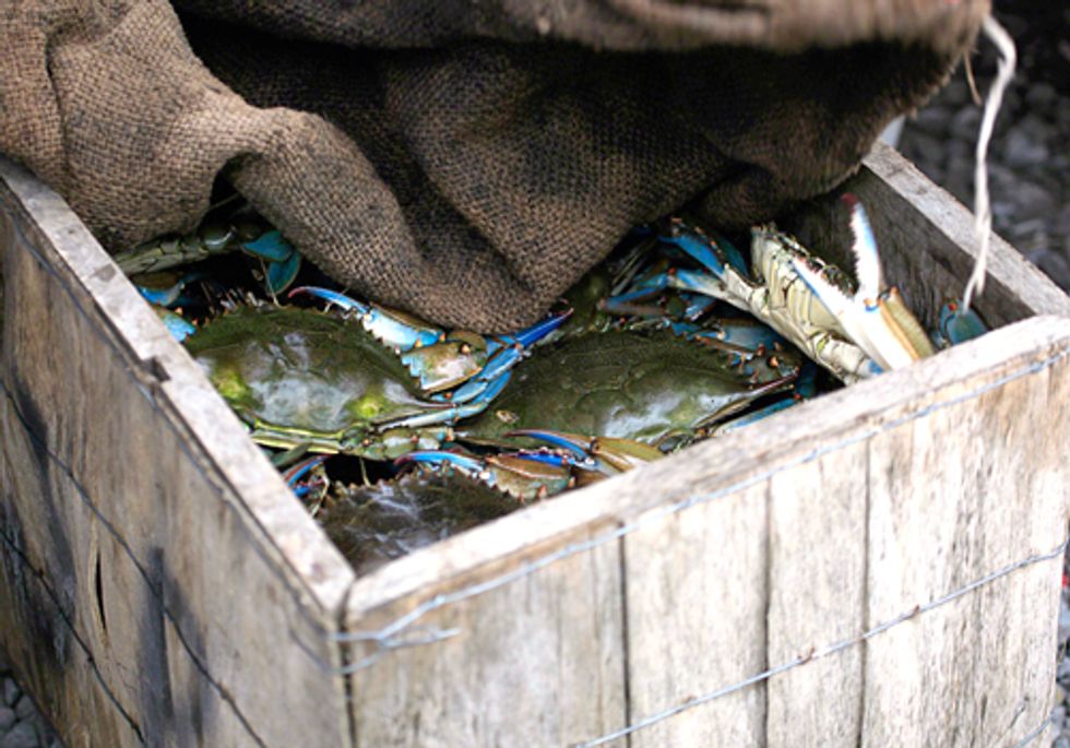 BP’s Oil Working Its Way up the Food Chain
