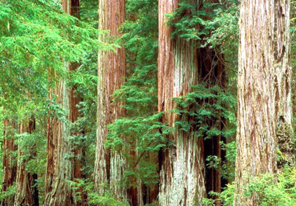 Federal Judge Puts Final Nail in Coffin of Bush-Era Logging Plan
