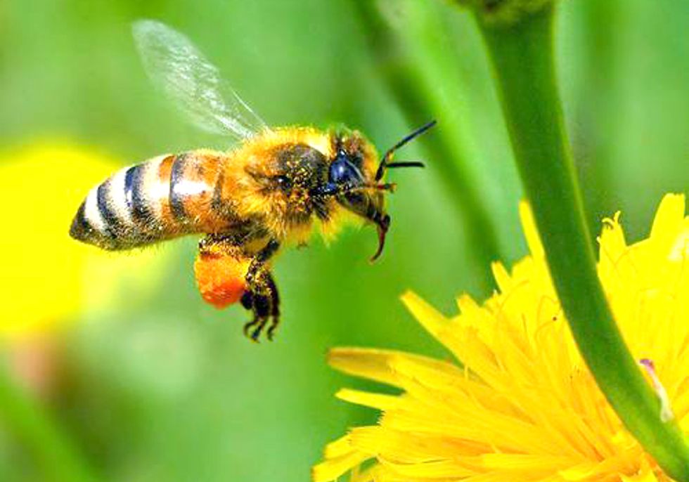 More than One Million Urge EPA to Protect Bees from 'Colony Collapse Disorder'