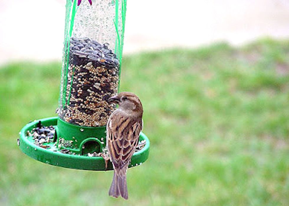Scotts Miracle-Gro Pleads Guilty to Selling Poisoned Bird Seed