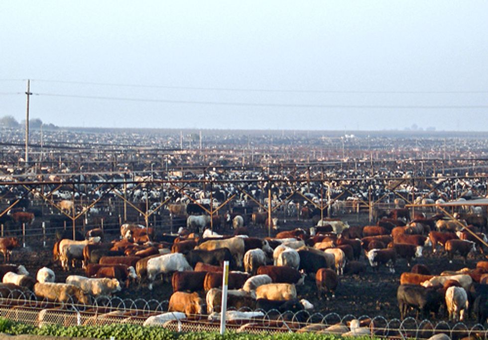 Rising Farm Animal Population Poses Environmental and Public Health Risks