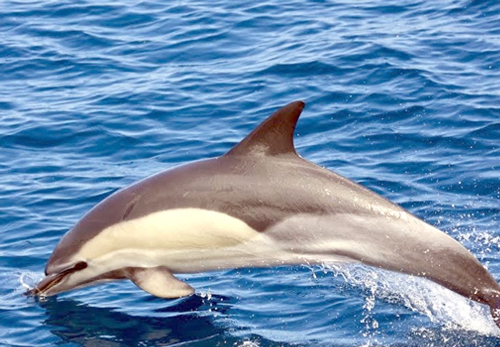 Gulf Oil Spill Continues to Impact Dolphins