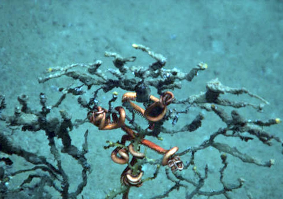 Deep-Sea Coral Sickness Linked to Gulf Oil Spill