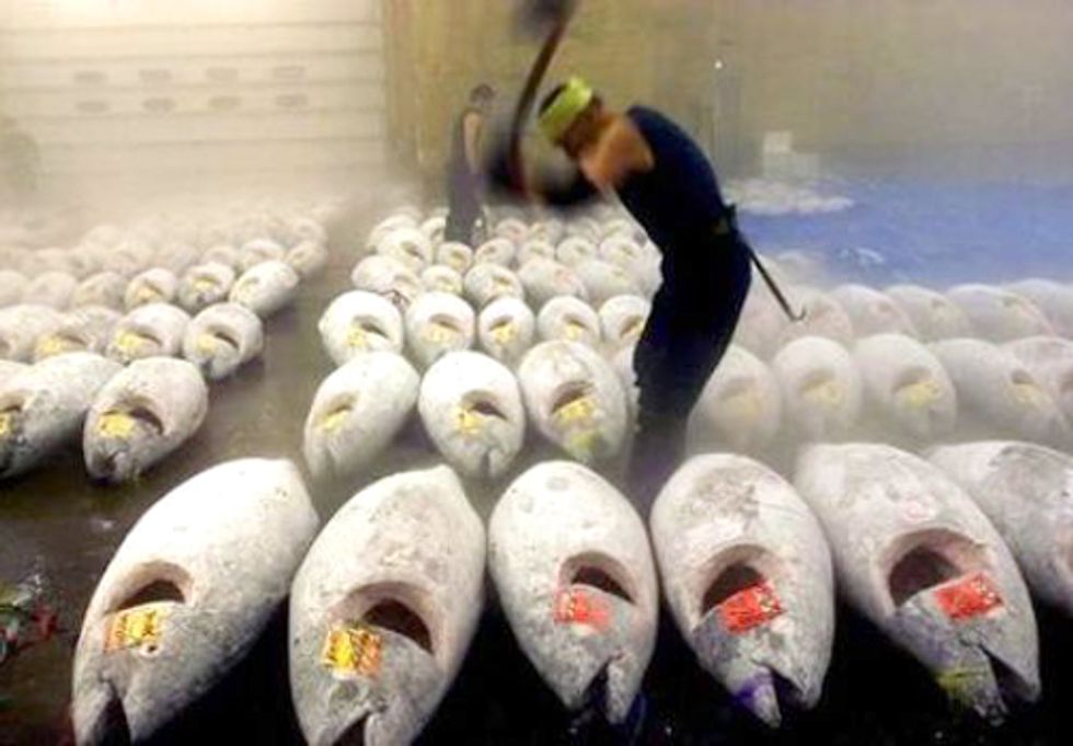 New TV Show 'Wicked Tuna' Trivializes Plight of Bluefin Tuna