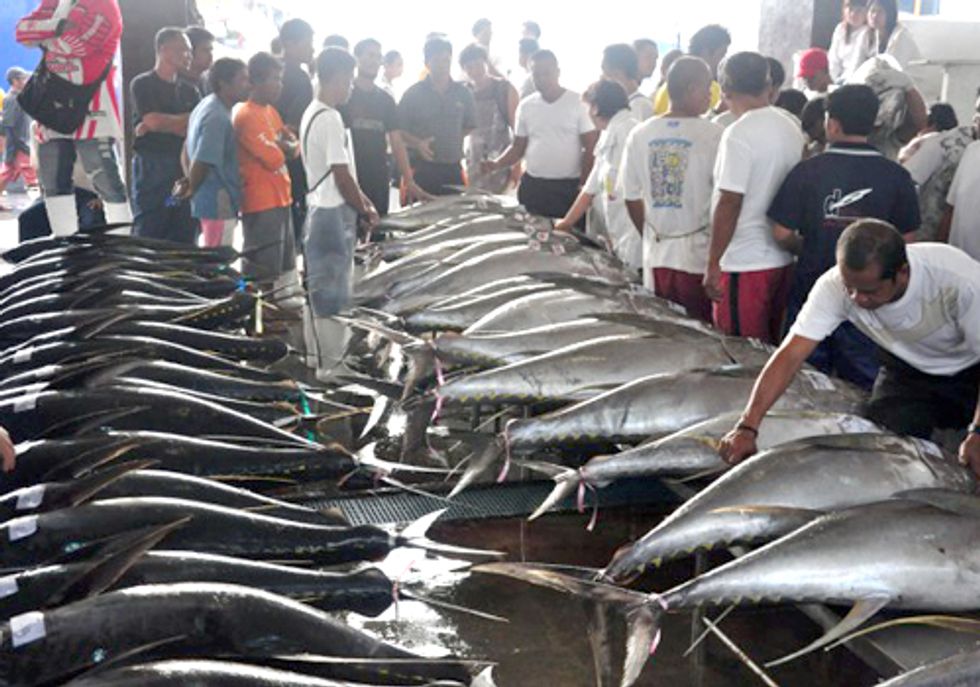 Talks at Meeting for World's Largest Tuna Fishery Collapse
