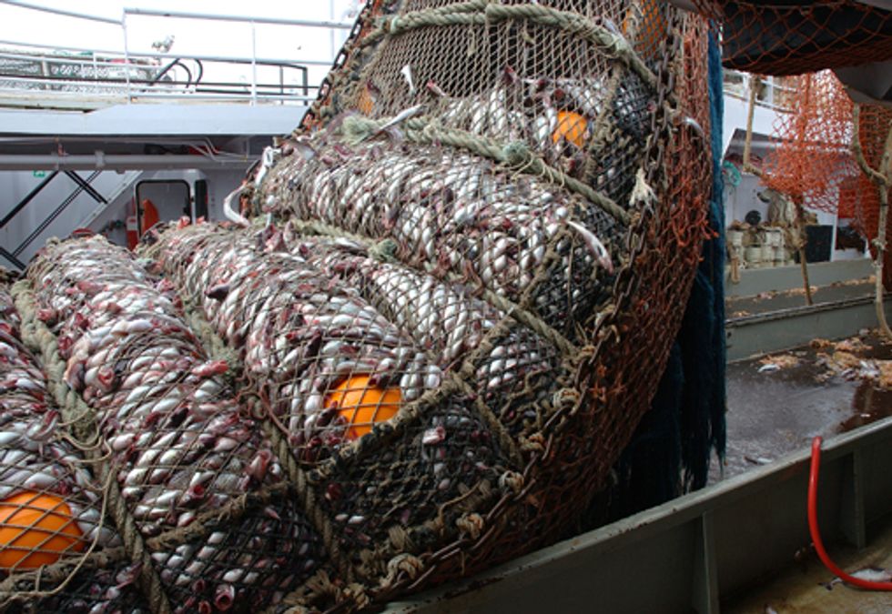 Experts Recommend Halving Global Fishing for Crucial Prey Species