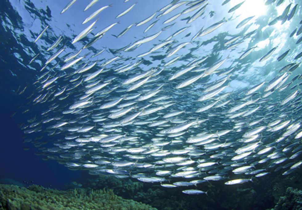 Trawl Fishery Measures Show the Value of Cooperation