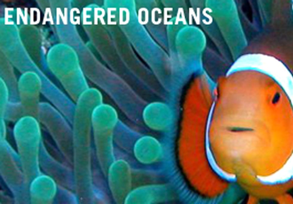 Campaign Calls for National Plan to Curb Ocean Acidification and Save Sea Life