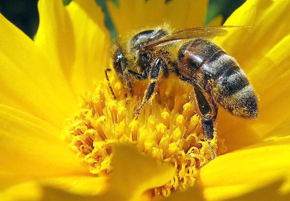 Harvard Study Strengthens Link between Pesticides and Colony Collapse Disorder