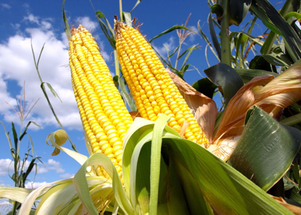 USDA to Decide Imminently on 'Agent Orange' Corn