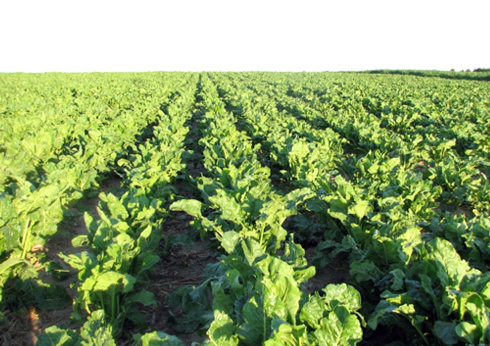Chile Stands up to Monsanto