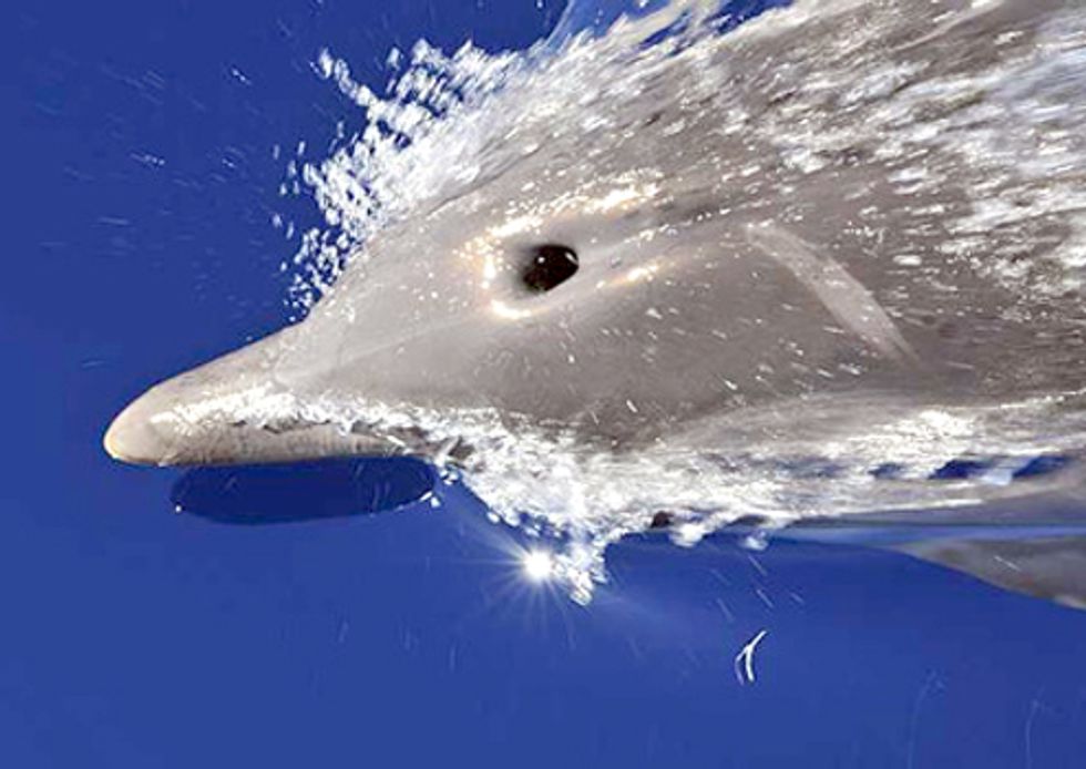 Oil Exploration Noise May Lead to Dolphin Strandings