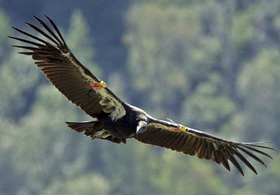 Controversial Wind Project Endangers California Condors and Golden Eagles
