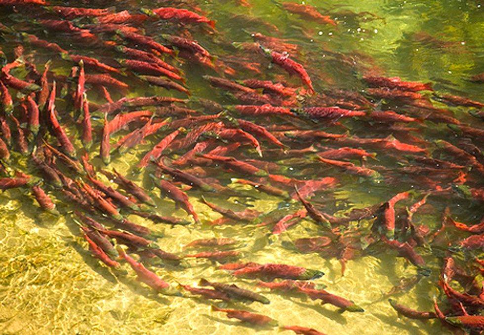 Salmon vs. Gold at Alaska's Pebble Mine