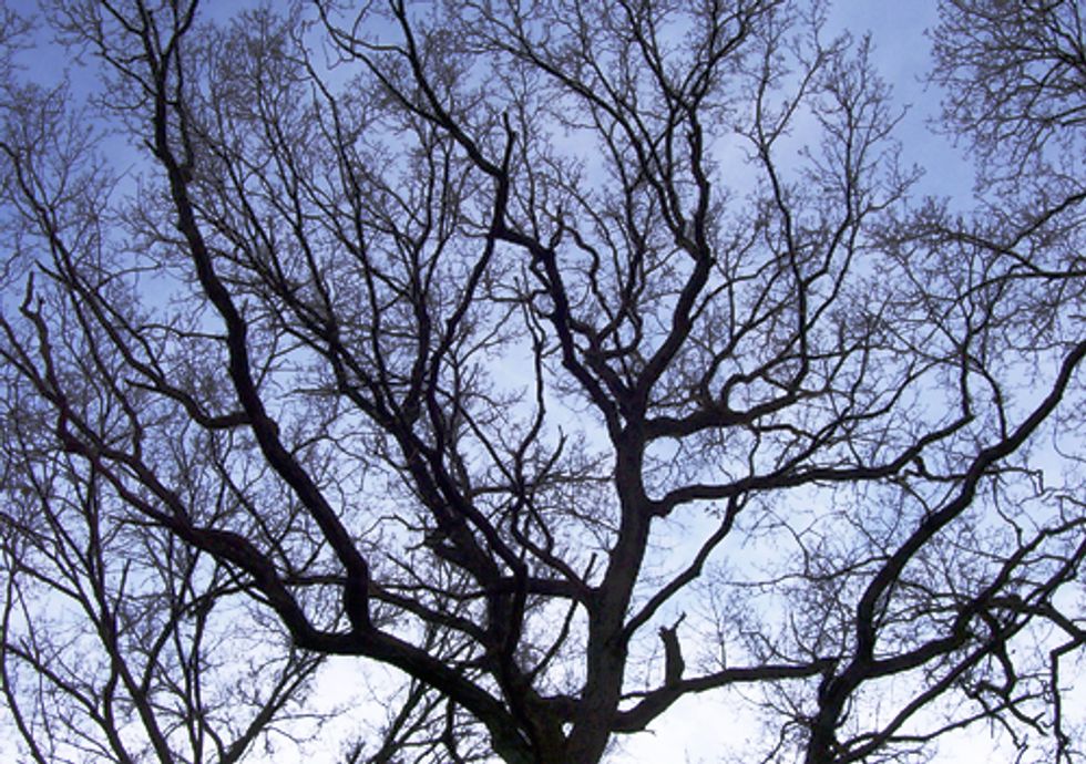 Green Vision Offers Cure for Plant Blindness