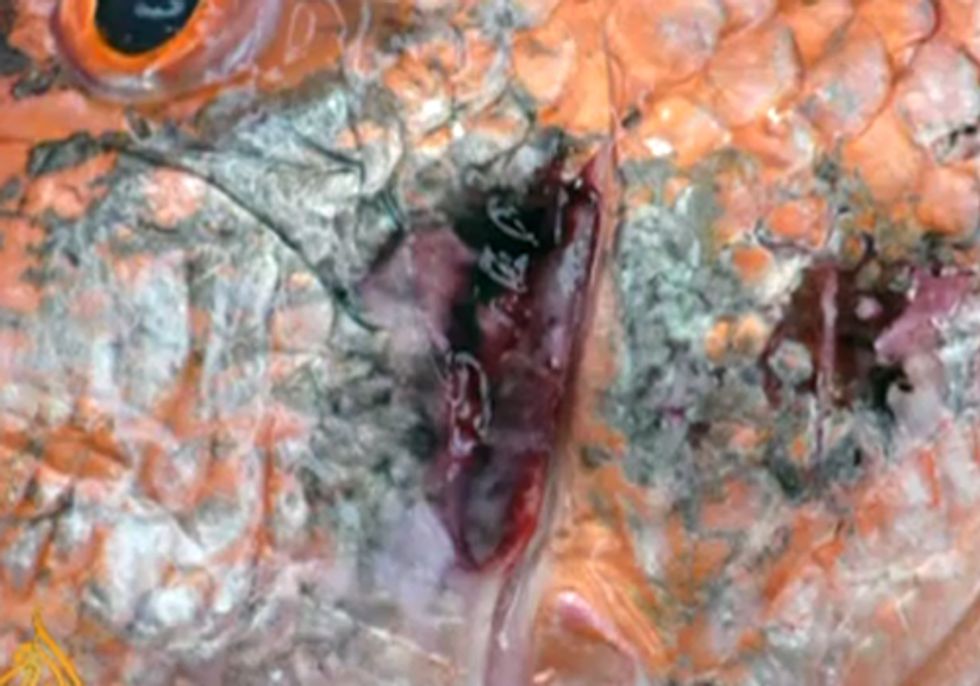 Seafood Deformities Suggest Impact of BP Oil Spill Worse than Imagined