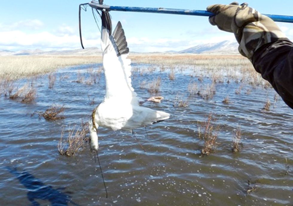 Ten-Thousand Birds Die as 'Everglades of West' Dries and Spreads Disease