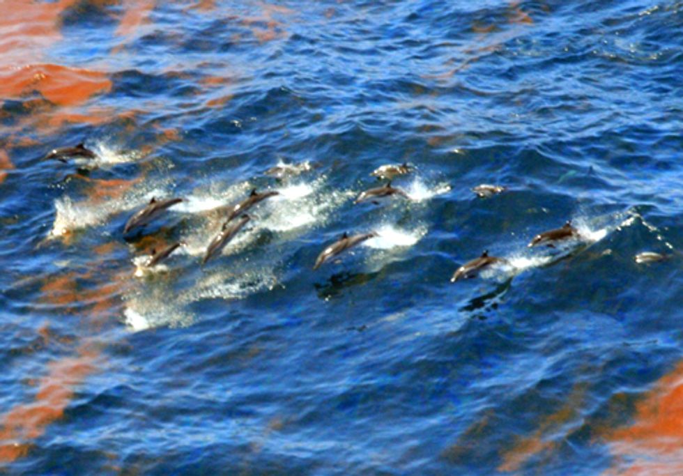 TAKE ACTION: Prevent the BP Oil Disaster from Happening Again