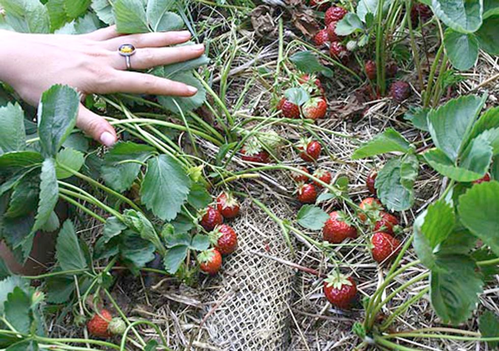 State Announces New Efforts for Safe Strawberry Farming