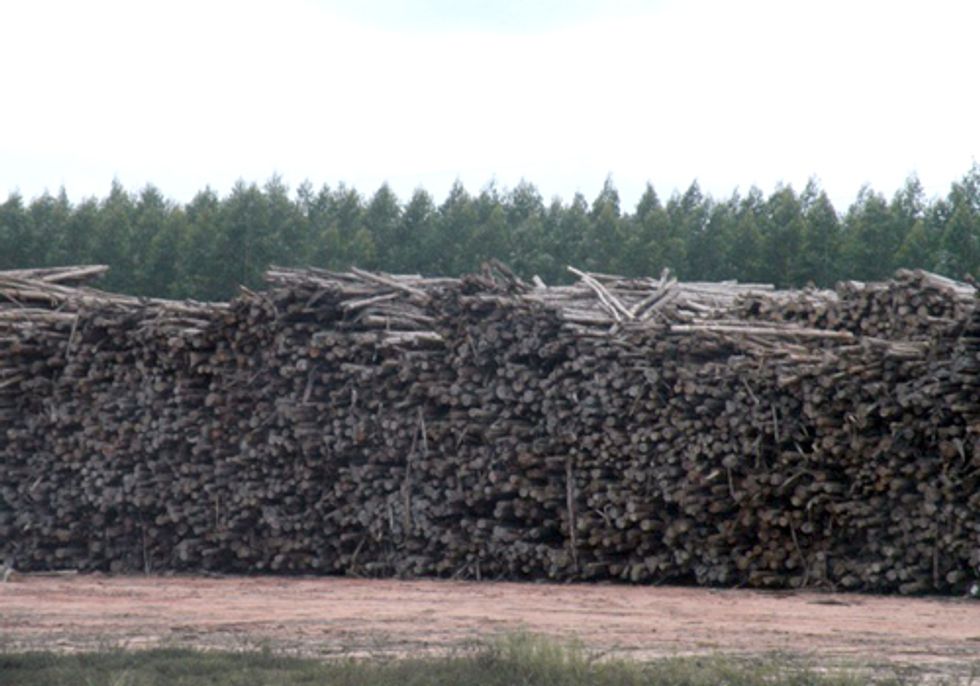 The Bioeconomy Is Bad for Biodiversity