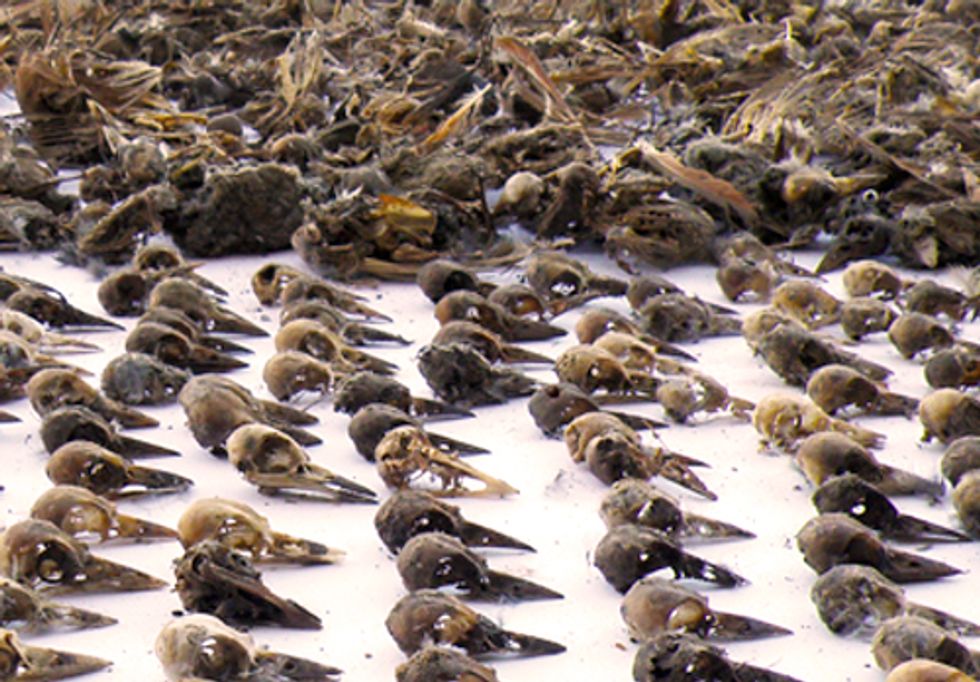 Bureau of Land Management Finds Widespread Bird Deaths from PVC Pipes