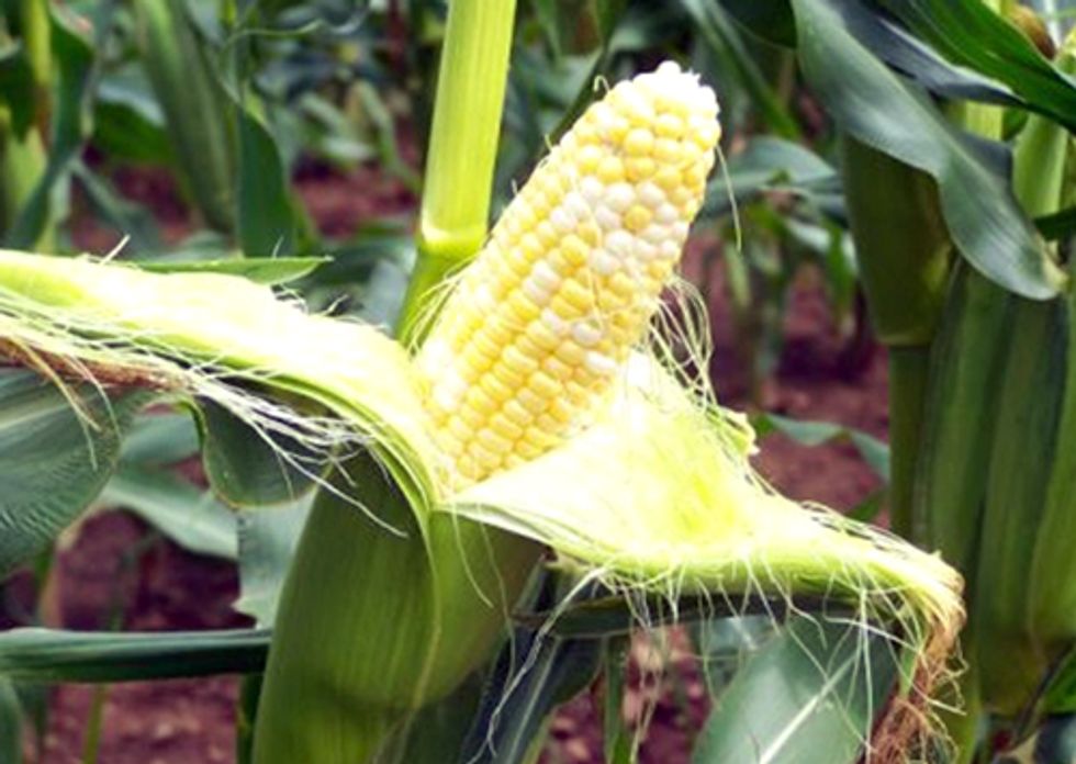 USDA Receives Overwhelming Opposition against Approval Of 2,4-D-Resistant Corn