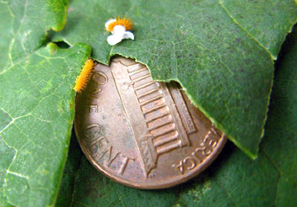 Obama Administration's National Bioeconomy Blueprint Ignores Risks