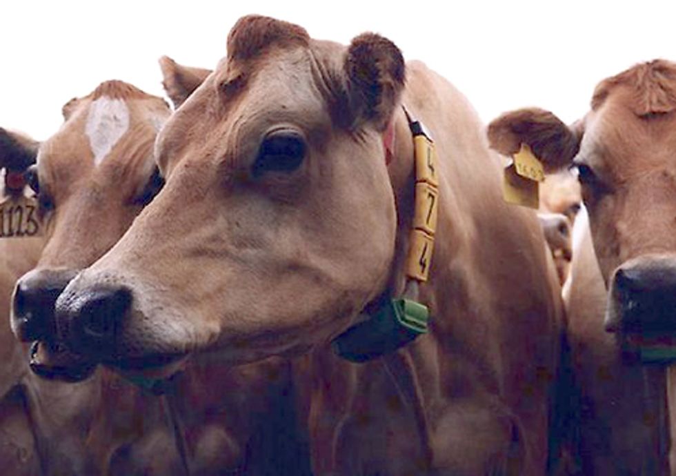 Five Reasons a 'Global Cattle Drive' to China Is a Bad Idea