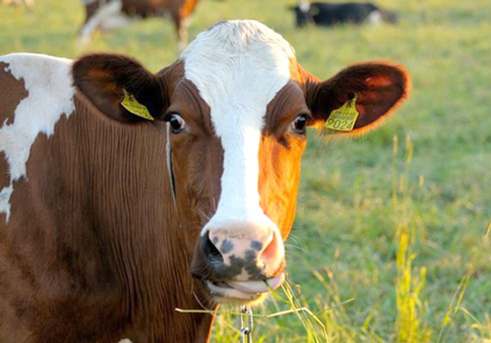 USDA Quarantines Second California Farm in Mad Cow Disease Investigation