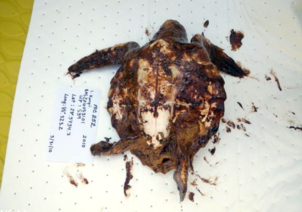 The BP Disaster Photos Big Oil and the White House Don’t Want You to See