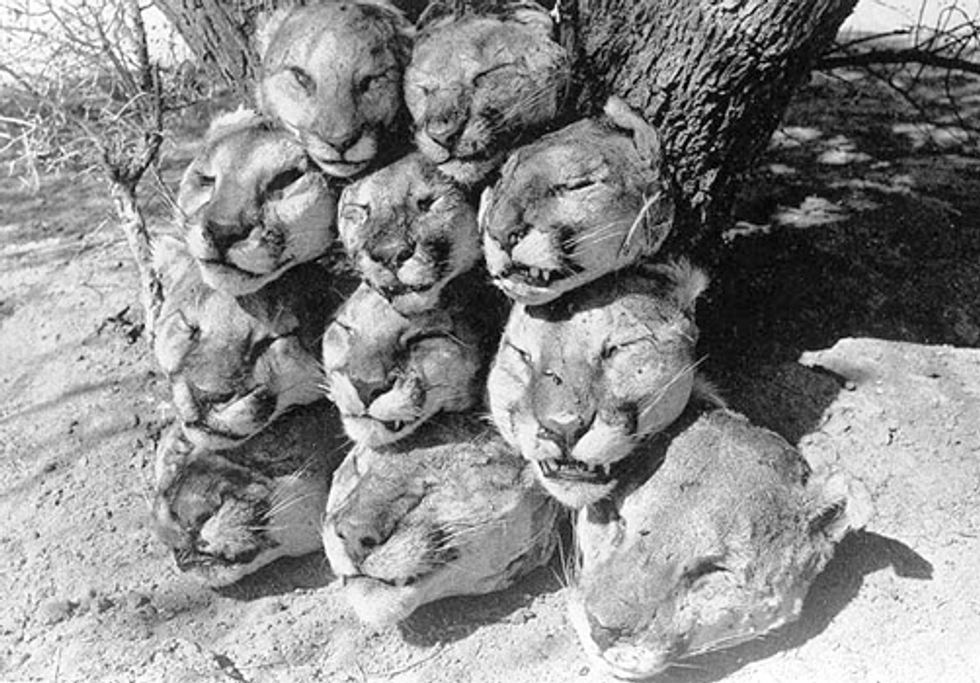 Wildlife Services under Fire for Release of Annual Kill Numbers