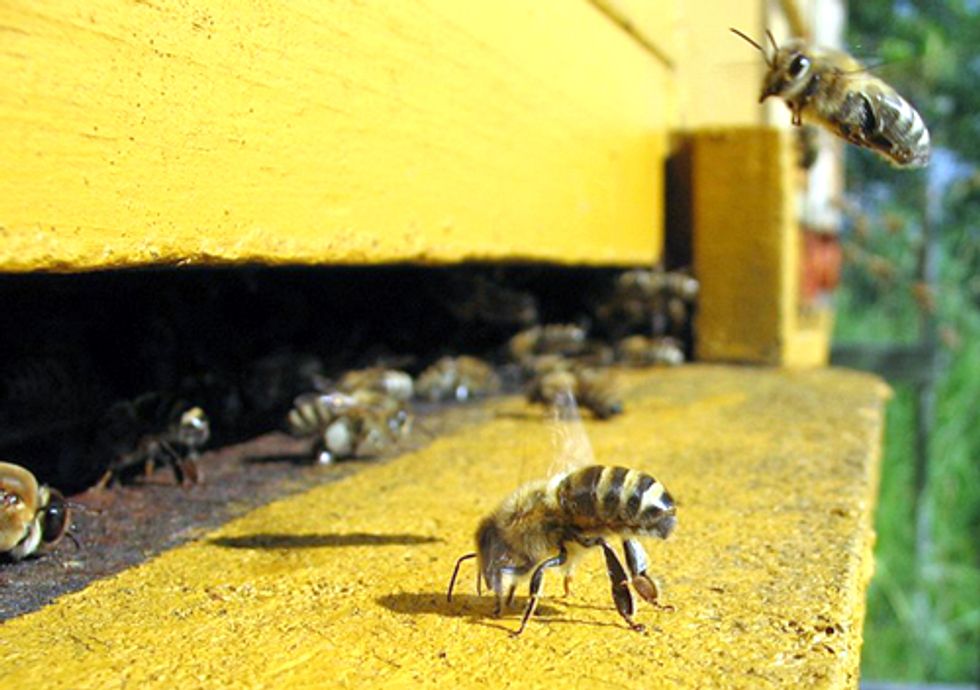 Report: 'Weight of Evidence' Links Pesticides to Colony Collapse Disorder